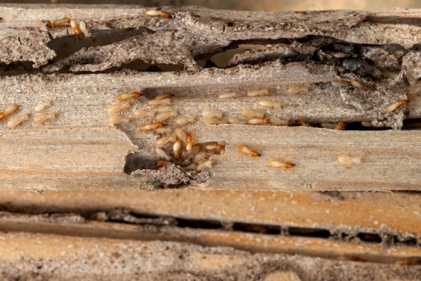 Best Pest Inspection Near Me  in Stilwell, OK